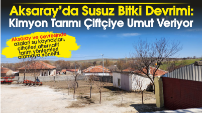 Aksaray'da Susuz Bitki Devrimi: Kimyon Tarımı Çiftçiye Umut Veriyor